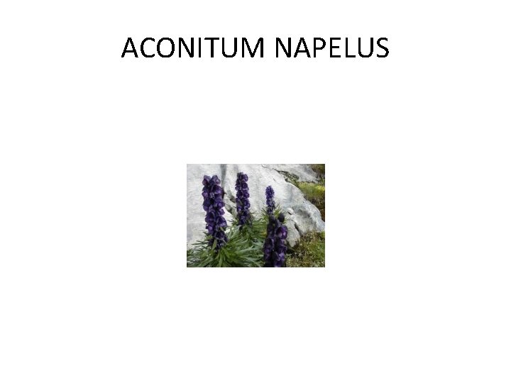 ACONITUM NAPELUS 