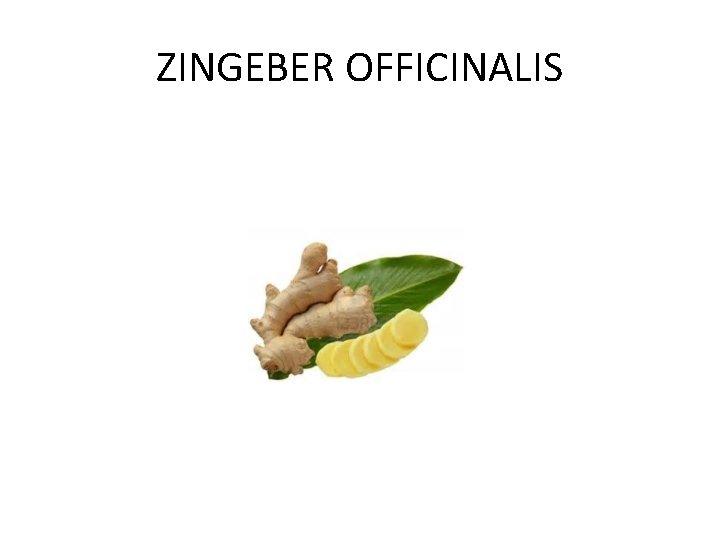 ZINGEBER OFFICINALIS 