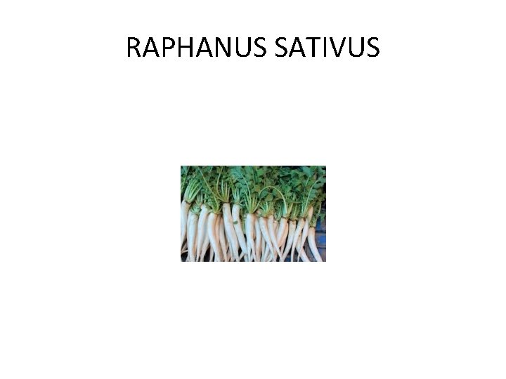 RAPHANUS SATIVUS 