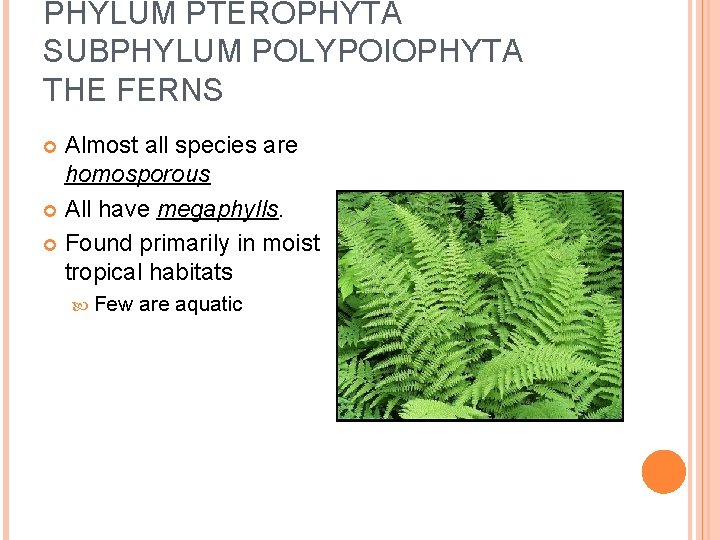 PHYLUM PTEROPHYTA SUBPHYLUM POLYPOIOPHYTA THE FERNS Almost all species are homosporous All have megaphylls.