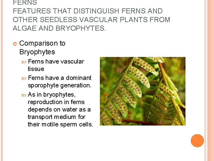 FERNS FEATURES THAT DISTINGUISH FERNS AND OTHER SEEDLESS VASCULAR PLANTS FROM ALGAE AND BRYOPHYTES.