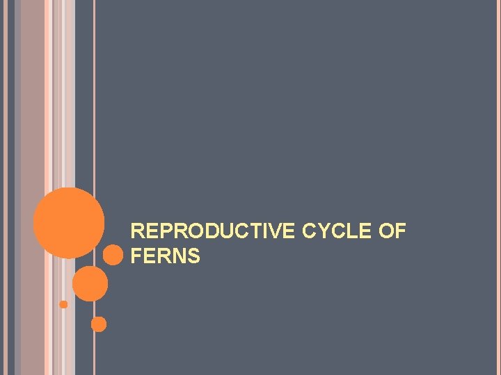 REPRODUCTIVE CYCLE OF FERNS 