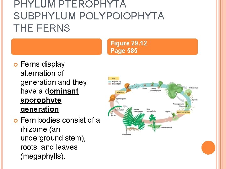 PHYLUM PTEROPHYTA SUBPHYLUM POLYPOIOPHYTA THE FERNS Figure 29. 12 Page 585 Ferns display alternation