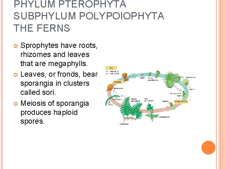 PHYLUM PTEROPHYTA SUBPHYLUM POLYPOIOPHYTA THE FERNS Sprophytes have roots, rhizomes and leaves that are