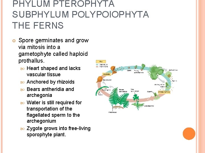 PHYLUM PTEROPHYTA SUBPHYLUM POLYPOIOPHYTA THE FERNS Spore germinates and grow via mitosis into a