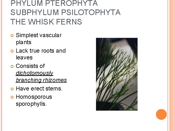 PHYLUM PTEROPHYTA SUBPHYLUM PSILOTOPHYTA THE WHISK FERNS Simplest vascular plants Lack true roots and