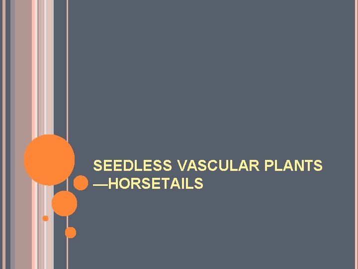 SEEDLESS VASCULAR PLANTS —HORSETAILS 