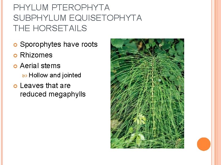 PHYLUM PTEROPHYTA SUBPHYLUM EQUISETOPHYTA THE HORSETAILS Sporophytes have roots Rhizomes Aerial stems Hollow and