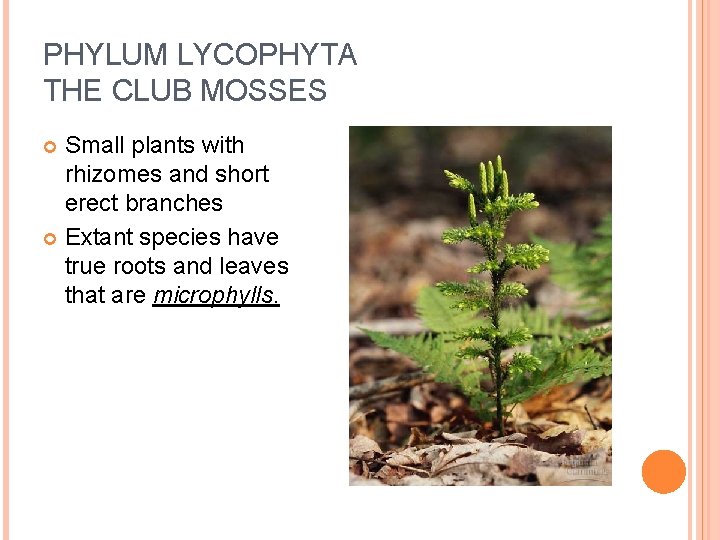 PHYLUM LYCOPHYTA THE CLUB MOSSES Small plants with rhizomes and short erect branches Extant