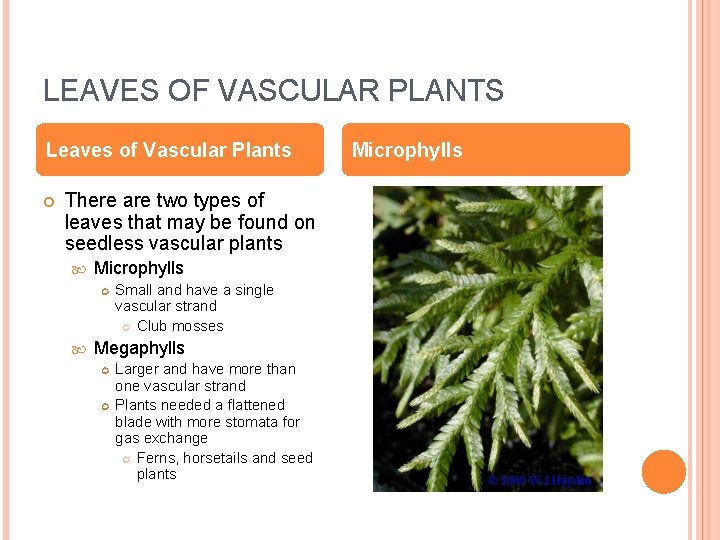 LEAVES OF VASCULAR PLANTS Leaves of Vascular Plants There are two types of leaves