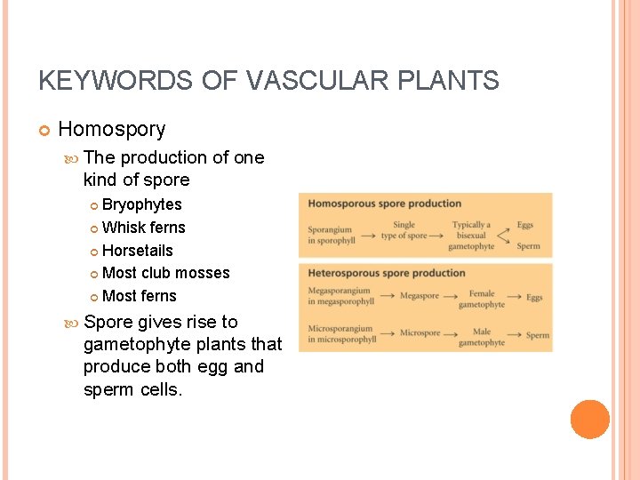 KEYWORDS OF VASCULAR PLANTS Homospory The production of one kind of spore Bryophytes Whisk