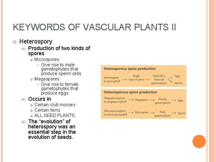 KEYWORDS OF VASCULAR PLANTS II Heterospory Production of two kinds of spores Occurs in