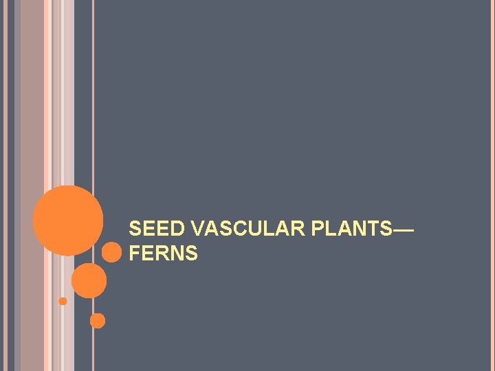 SEED VASCULAR PLANTS— FERNS 