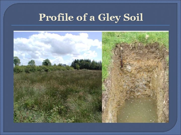 Profile of a Gley Soil 