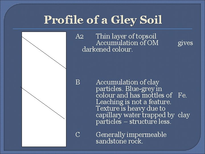 Profile of a Gley Soil A 2 Thin layer of topsoil Accumulation of OM