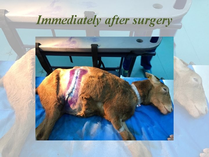 Immediately after surgery 