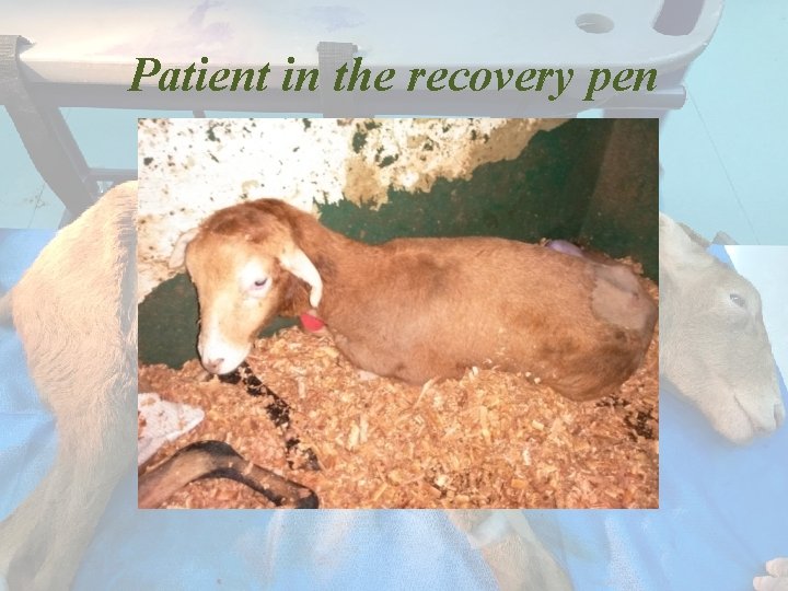 Patient in the recovery pen 