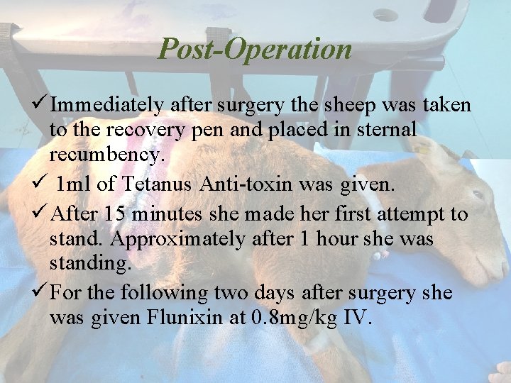Post-Operation ü Immediately after surgery the sheep was taken to the recovery pen and