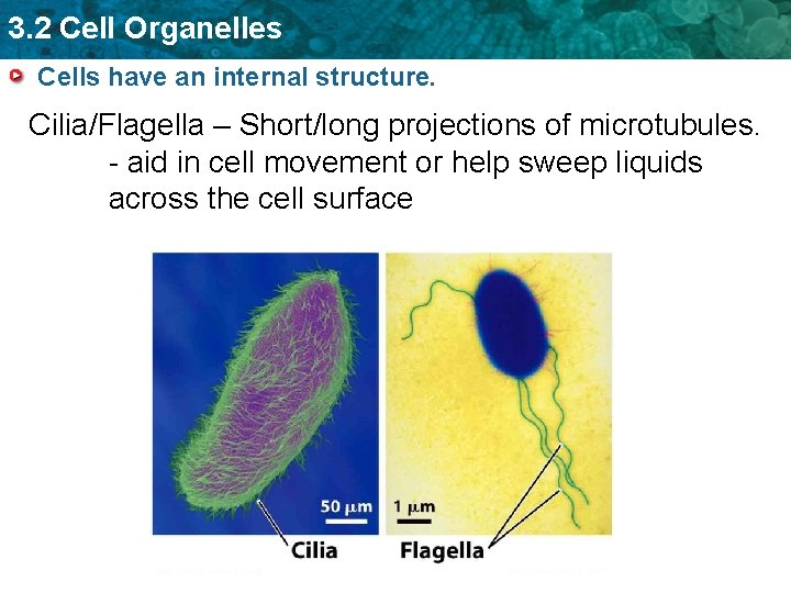 3 2 Cell Organelles KEY CONCEPT Eukaryotic cells