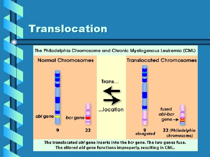 Translocation Translocation