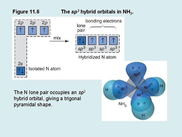 Figure 11. 6 The sp 3 hybrid orbitals in NH 3. The N lone