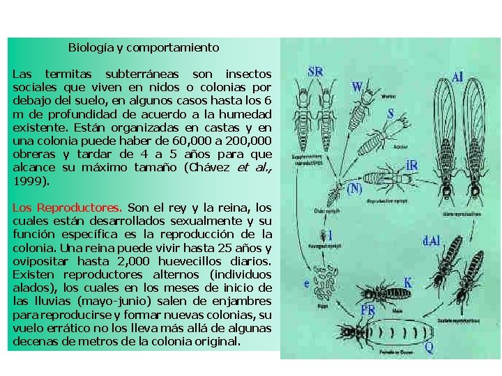 Biología y comportamiento Las termitas subterráneas son insectos sociales que viven en nidos o