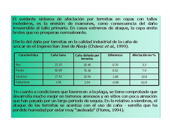 El evidente síntoma de afectación por termitas en cepas con tallos molederos, es la