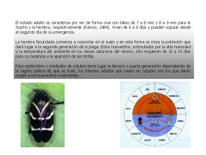 El estado adulto se caracteriza por ser de forma oval con tallas de 7 El estado adulto se caracteriza por ser de forma oval con tallas de 7
