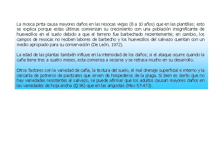 La mosca pinta causa mayores daños en las resocas viejas (8 a 10 años)