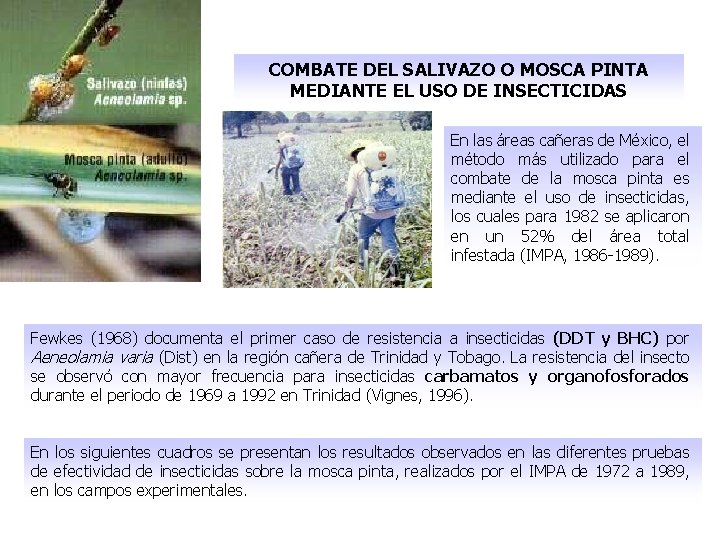 COMBATE DEL SALIVAZO O MOSCA PINTA MEDIANTE EL USO DE INSECTICIDAS En las áreas