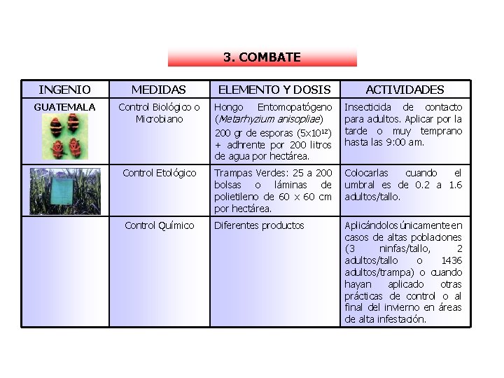 3. COMBATE INGENIO MEDIDAS ELEMENTO Y DOSIS ACTIVIDADES GUATEMALA Control Biológico o Microbiano Hongo