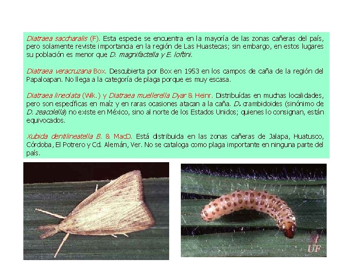 Diatraea saccharalis (F). Esta especie se encuentra en la mayoría de las zonas cañeras