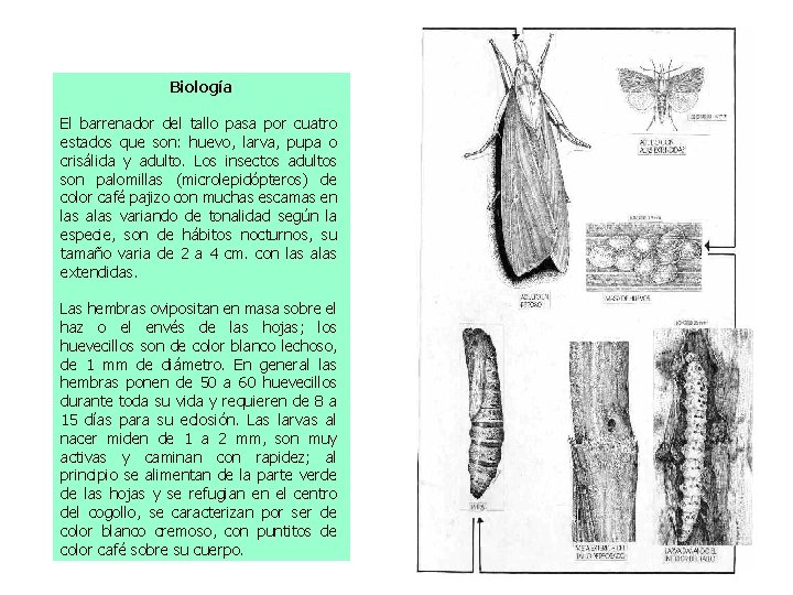 Biología El barrenador del tallo pasa por cuatro estados que son: huevo, larva, pupa