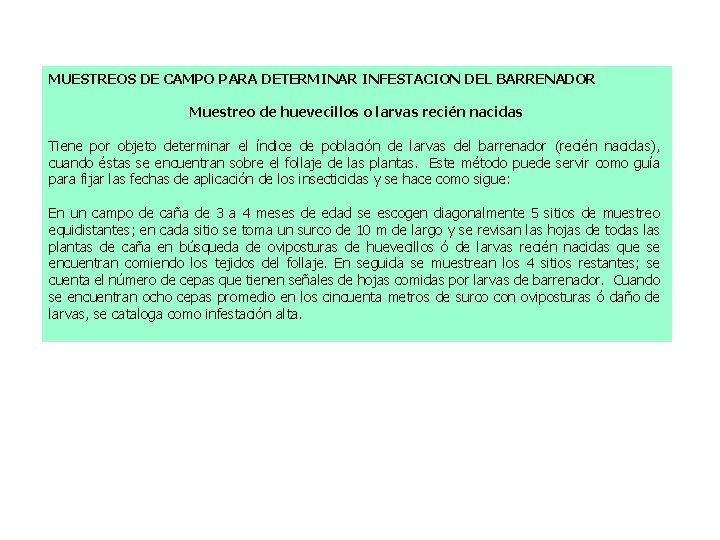 MUESTREOS DE CAMPO PARA DETERMINAR INFESTACION DEL BARRENADOR Muestreo de huevecillos o larvas recién