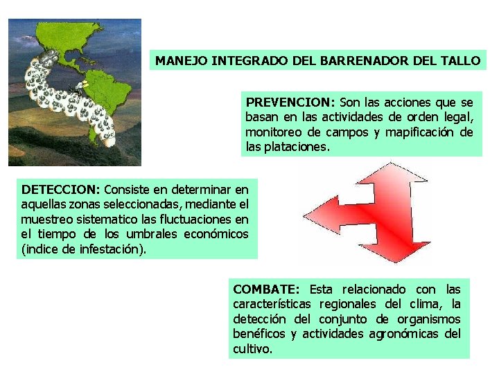 MANEJO INTEGRADO DEL BARRENADOR DEL TALLO PREVENCION: Son las acciones que se basan en