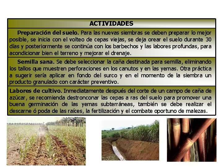 ACTIVIDADES Preparación del suelo. Para las nuevas siembras se deben preparar lo mejor posible,