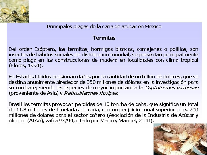 Principales plagas de la caña de azúcar en México Termitas Del orden Isóptera, las