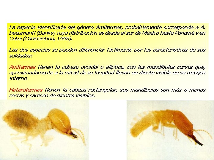 La especie identificada del género Amitermes, probablemente corresponde a A. beaumonti (Banks) cuya distribución