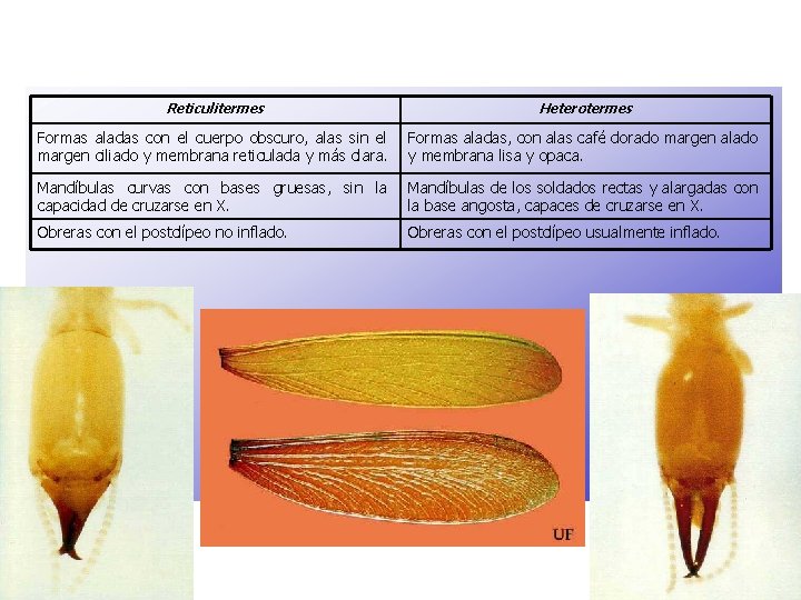 Reticulitermes Heterotermes Formas aladas con el cuerpo obscuro, alas sin el margen ciliado y