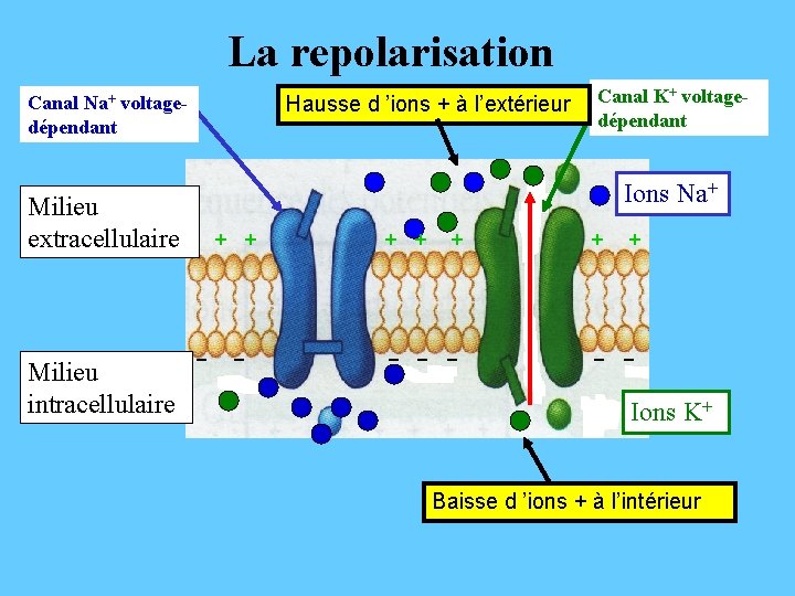 La repolarisation Canal Na+ voltagedépendant Milieu extracellulaire Milieu intracellulaire Hausse d ’ions + à