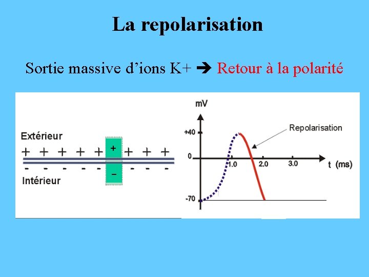 La repolarisation Sortie massive d’ions K+ Retour à la polarité + - 