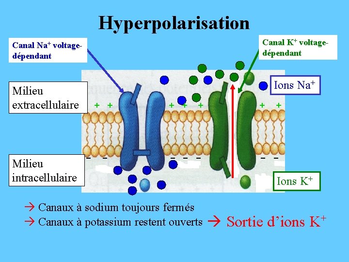 Hyperpolarisation Canal K+ voltagedépendant Canal Na+ voltagedépendant Milieu extracellulaire Milieu intracellulaire Ions Na+ +