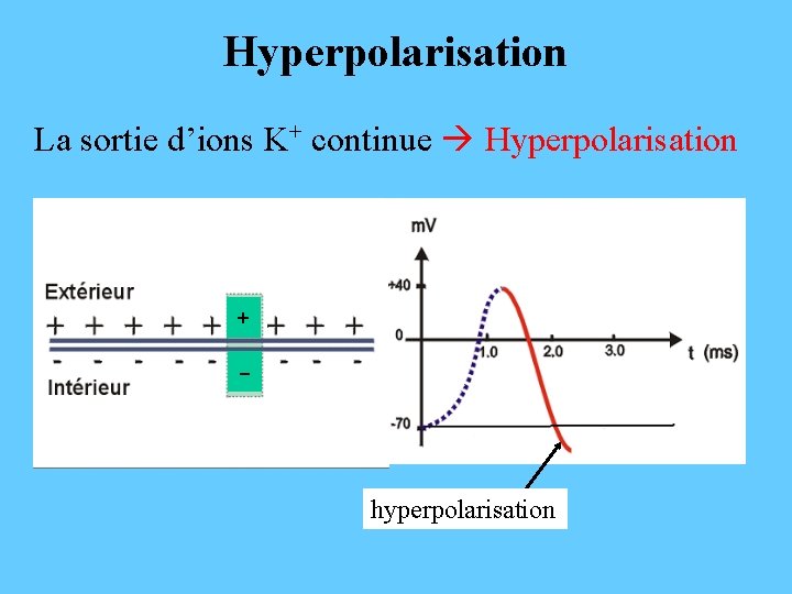 Hyperpolarisation La sortie d’ions K+ continue Hyperpolarisation + - hyperpolarisation 