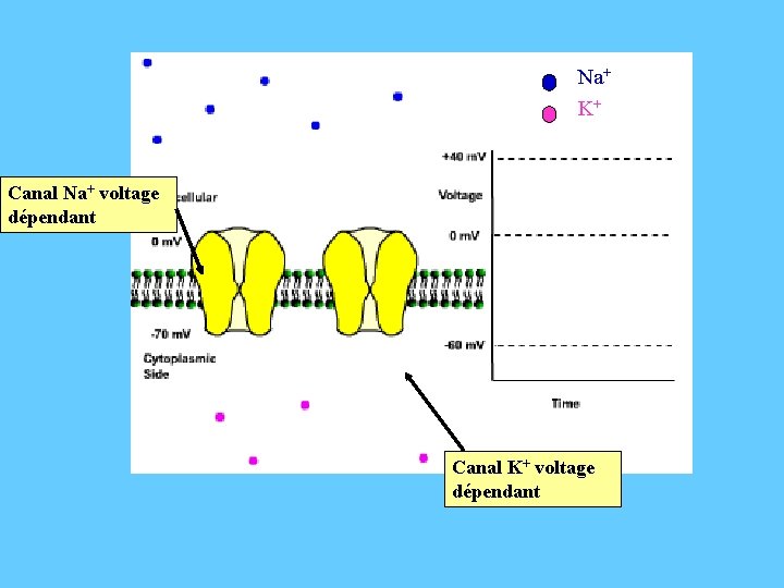 Na+ K+ Canal Na+ voltage dépendant Canal K+ voltage dépendant 