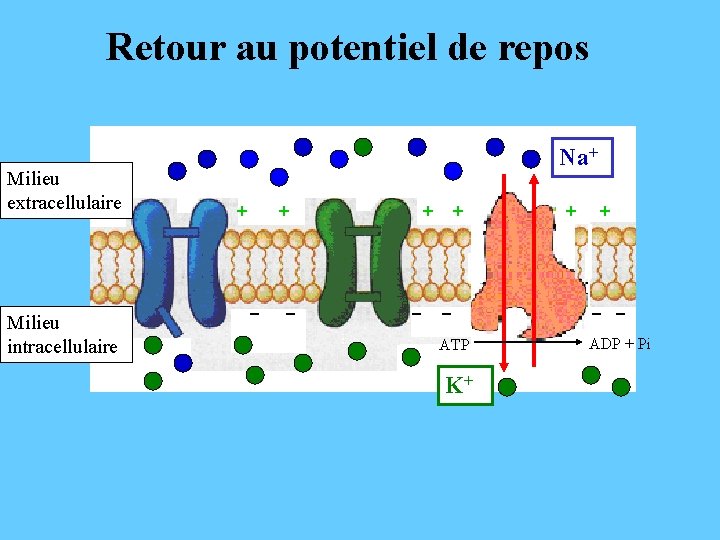 Retour au potentiel de repos Milieu extracellulaire Milieu intracellulaire Na+ + + - -