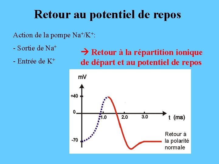 Retour au potentiel de repos Action de la pompe Na+/K+: - Sortie de Na+