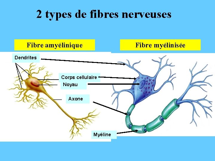 2 types de fibres nerveuses Fibre amyélinique Fibre myélinisée Dendrites Corps cellulaire Noyau Axone