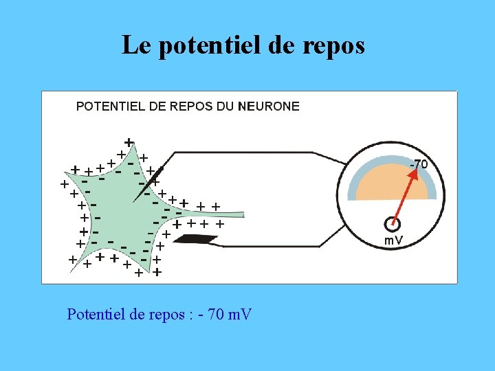 Le potentiel de repos Potentiel de repos : - 70 m. V 