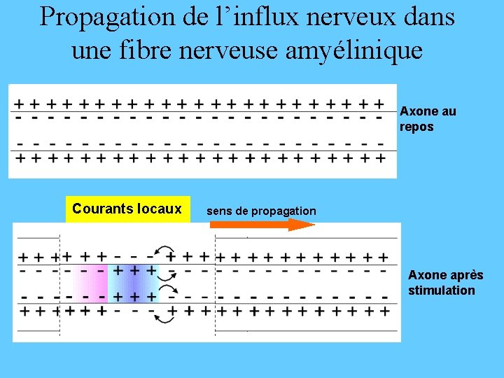 Propagation de l’influx nerveux dans une fibre nerveuse amyélinique Axone au repos Courants locaux