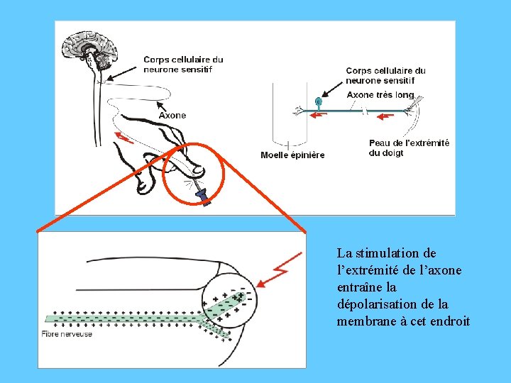 La stimulation de l’extrémité de l’axone entraîne la dépolarisation de la membrane à cet